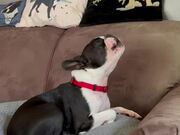 Dog Howls Along When Owner Plays Harmonica