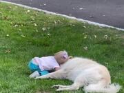 Dog and Toddler Cuddle Together