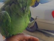 Parrot Loves Being Bathed in Rain