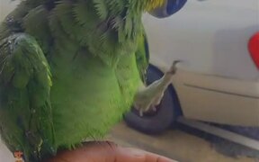 Parrot Loves Being Bathed in Rain - Animals - VIDEOTIME.COM