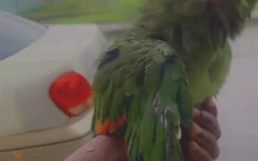 Parrot Loves Being Bathed in Rain
