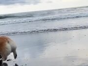 Cute Little Dog Enjoying on Beach