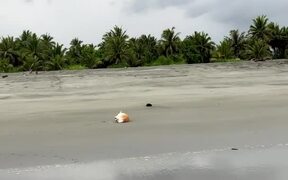 Cute Little Dog Enjoying on Beach - Animals - VIDEOTIME.COM
