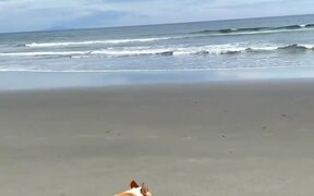 Cute Little Dog Enjoying on Beach - Animals - VIDEOTIME.COM