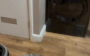 Cat Literally Says 'Hi' While Searching For Owner