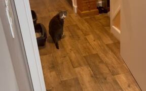 Cat Literally Says 'Hi' While Searching For Owner
