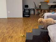 Maltipoo Puppy Wags Her Tail Out Of Happiness