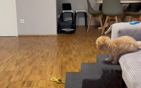 Maltipoo Puppy Wags Her Tail Out Of Happiness - Animals - Videotime.com