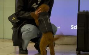 Adorable Pup Gives Owner The Most Priceless Hug - Animals - VIDEOTIME.COM