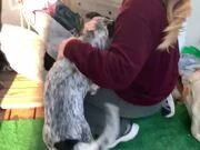 Woman Returns After a Week To Pick Her Dog Up