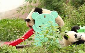 Panda Cub Glides Down Slide - Animals - VIDEOTIME.COM