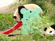 Panda Cub Glides Down Slide