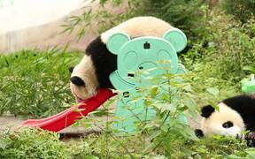 Panda Cub Glides Down Slide