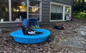 Muscovy Duck Enjoys Bathing In Kiddie Pool - Animals - VIDEOTIME.COM