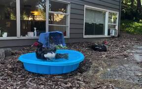 Muscovy Duck Enjoys Bathing In Kiddie Pool - Animals - VIDEOTIME.COM