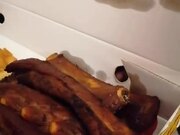 Pup Licks Food Through Small Hole on Takeaway Box
