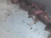 Person Gets Box Full of Baby Mice as Surprise Gift