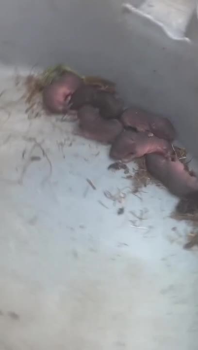 Person Gets Box Full of Baby Mice as Surprise Gift