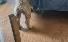 Puppy Runs to Jump onto Couch But Falls Short