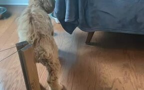Puppy Runs to Jump onto Couch But Falls Short - Animals - VIDEOTIME.COM