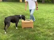 Dogs Excitedly Unbox New Puppy