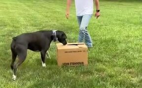 Dogs Excitedly Unbox New Puppy - Animals - VIDEOTIME.COM
