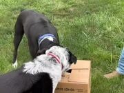 Dogs Excitedly Unbox New Puppy