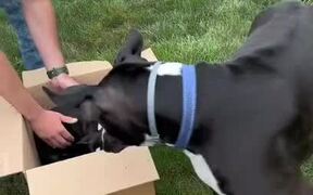 Dogs Excitedly Unbox New Puppy - Animals - VIDEOTIME.COM