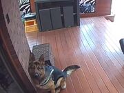 Dog Reacts Hilariously on Hearing Owner's Voice