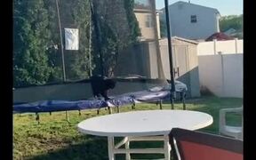 Cat Falls From Table After Jumping in the Air