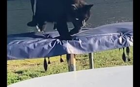 Cat Falls From Table After Jumping in the Air