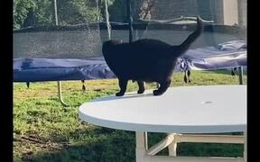 Cat Falls From Table After Jumping in the Air - Animals - VIDEOTIME.COM
