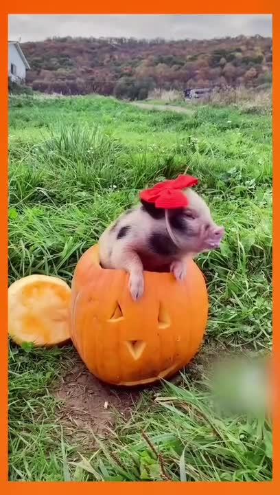 Piglet Poses for Halloween Themed Photoshoot
