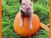 Piglet Poses for Halloween Themed Photoshoot