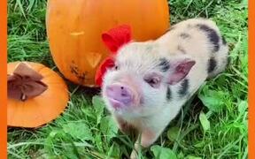 Piglet Poses for Halloween Themed Photoshoot - Animals - VIDEOTIME.COM