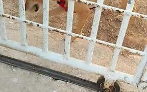Dog Enjoys Playing Fetch With Passersby - Animals - VIDEOTIME.COM