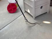 Smartly Catching a Rattlesnake