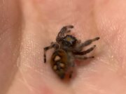 Jumping Spider Brutally Attacks The Housefly