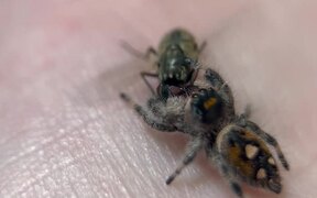Jumping Spider Brutally Attacks The Housefly - Animals - VIDEOTIME.COM