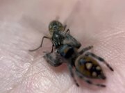 Jumping Spider Brutally Attacks The Housefly