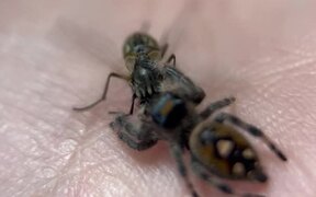 Jumping Spider Brutally Attacks The Housefly - Animals - VIDEOTIME.COM