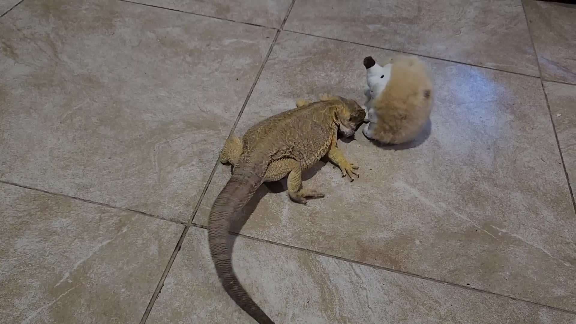 Bearded Dragon Plays With Plush Hedgehog Soft Toy