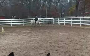Girl Gets Bucked Off by Her Horse - Animals - VIDEOTIME.COM