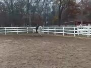 Girl Gets Bucked Off by Her Horse