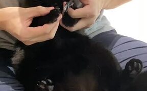 Cat Hisses While Getting Her Nails Cut
