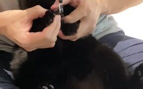 Cat Hisses While Getting Her Nails Cut - Animals - VIDEOTIME.COM