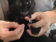 Cat Hisses While Getting Her Nails Cut