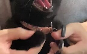 Cat Hisses While Getting Her Nails Cut - Animals - VIDEOTIME.COM