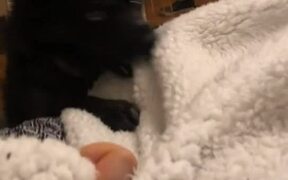 Dog Tries to Steal Blanket From Owner - Animals - VIDEOTIME.COM