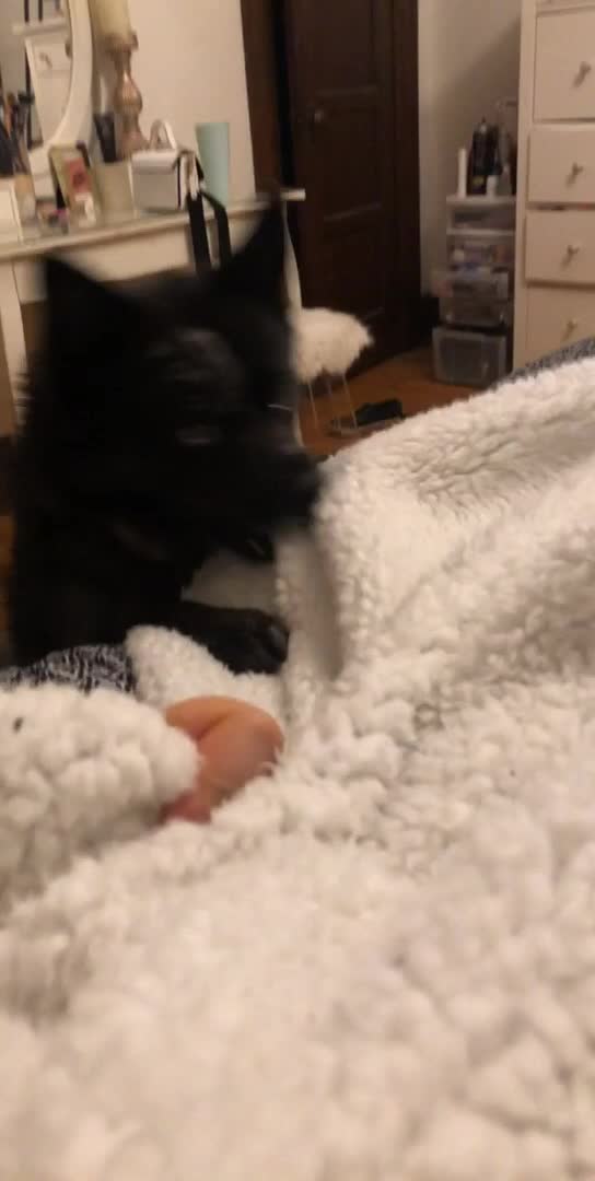 Dog Tries to Steal Blanket From Owner